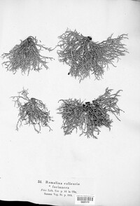 Ramalina calicaris image